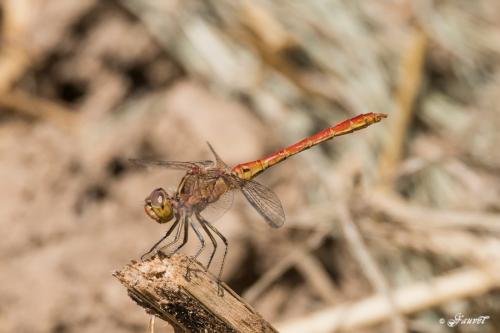 Sympetrum meridionale