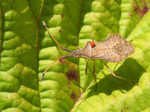Réf. 169 048 : Syromastus rhombeus