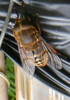 Réf. 169 736 : Tabanus sp.