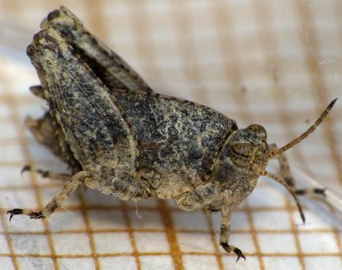 Tetrix sp.