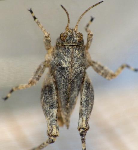 Réf. 169 549 : Tetrix sp.