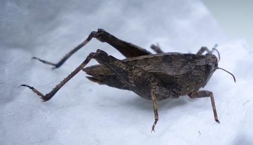 Réf. 169 663 : Tetrix undulata