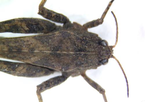 Tetrix undulata