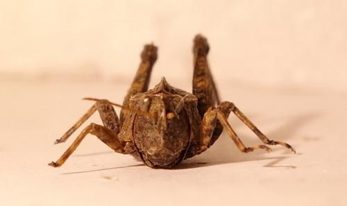 Réf. 169 665 : Tetrix undulata