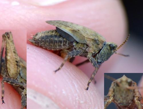 Tetrix sp.