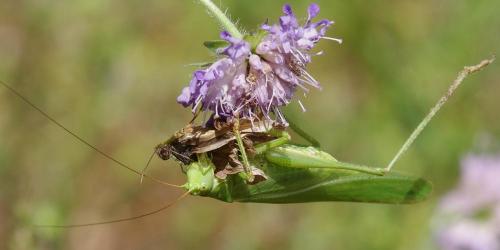 Tettigonia viridissima