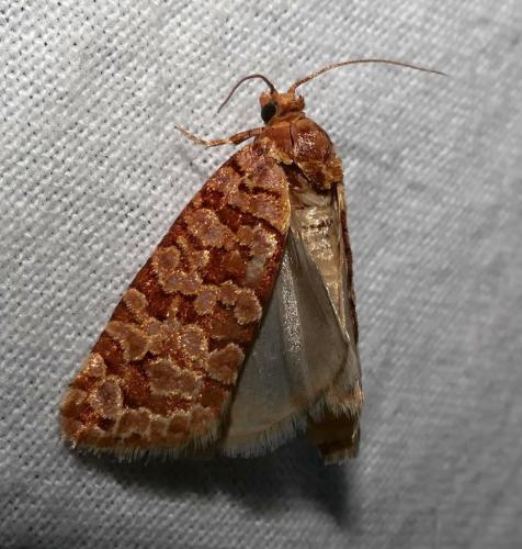 Réf. 169 034 : Lozotaeniodes formosana