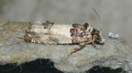 Réf. 169 513 : Epinotia thapsiana