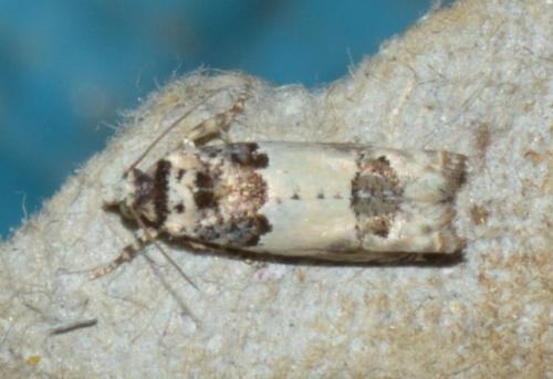 Réf. 169 515 : Epinotia thapsiana