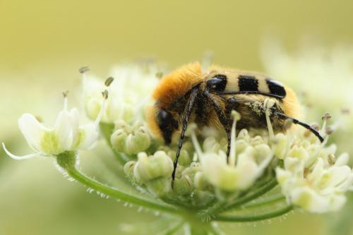 Trichius gallicus