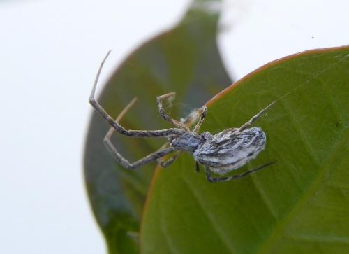 Uloborus walckenaerius