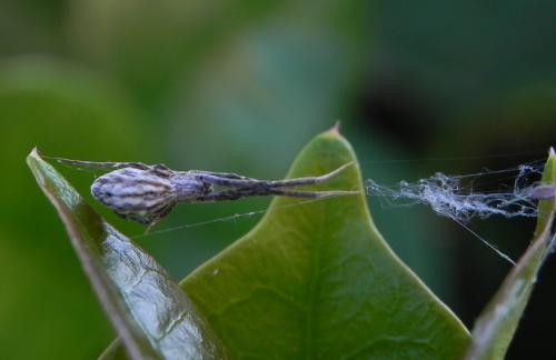 Uloborus walckenaerius