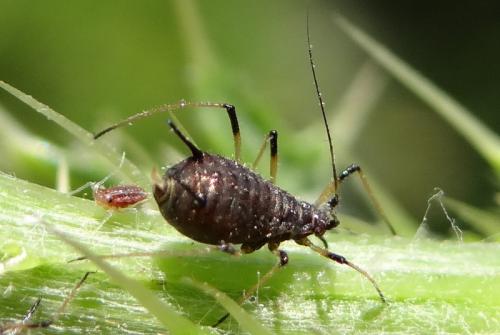 Uroleucon cirsii