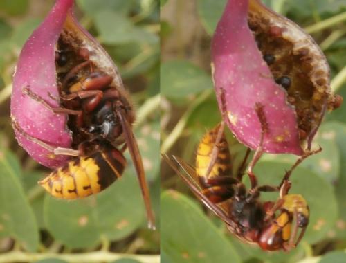 Réf. 169 487 : Vespa crabro