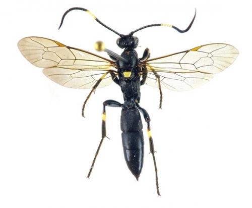 Stenichneumon militarius