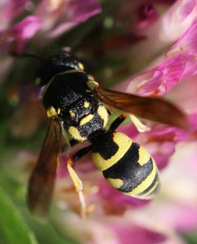 Parodontodynerus ephippium