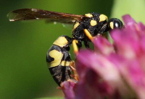 Parodontodynerus ephippium