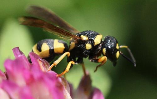 Parodontodynerus ephippium