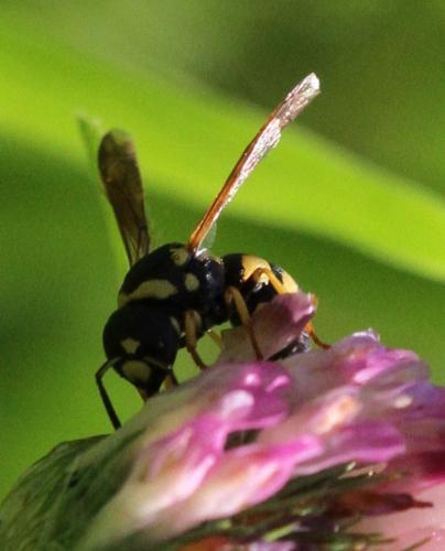 Parodontodynerus ephippium