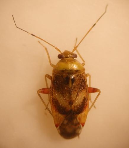 Pinalitus viscicola