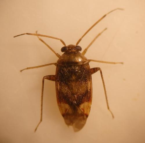 Réf. 169 167 : Pinalitus viscicola