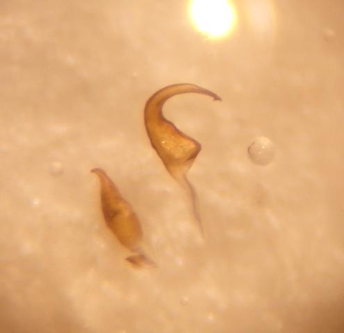 Pinalitus viscicola