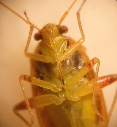 Pinalitus viscicola