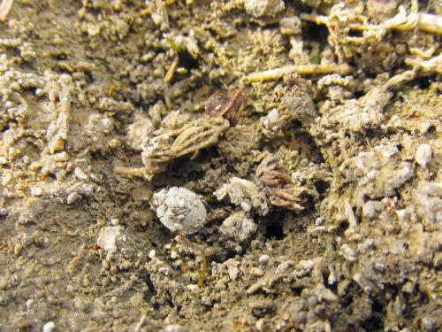 Ochterus marginatus