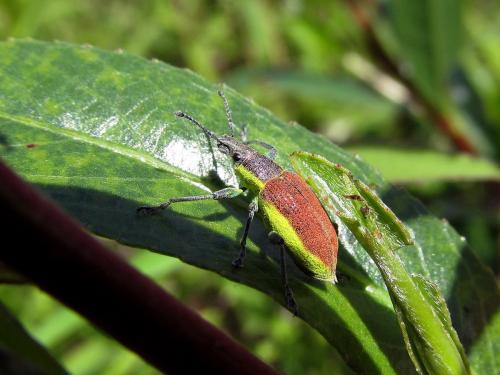 Réf. 169 860 : Chlorophanus viridis
