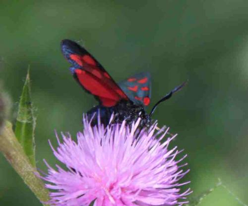 Réf. 169 718 : Zygaena transalpina