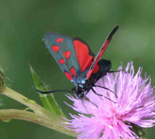 Réf. 169 719 : Zygaena transalpina