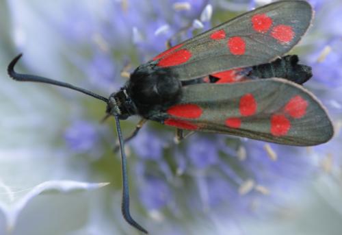 Zygaena filipendulae