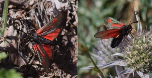 Zygaena contaminei
