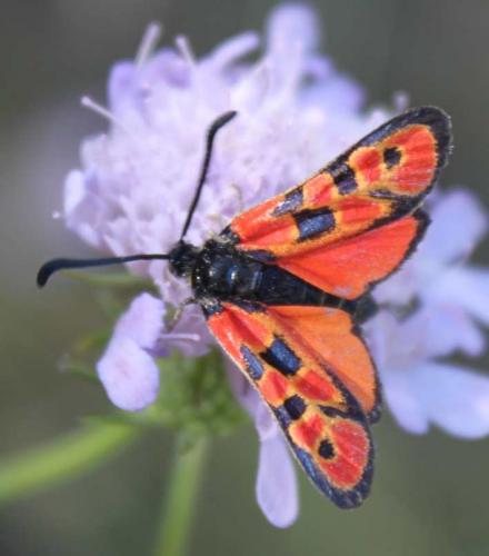 Zygaena hilaris