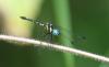169726 – Photo : Bscrl – Thaïlande