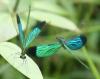 169767 – Photo : Bscrl – Thaïlande