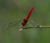 169819 – Photo : Bscrl – Thaïlande
