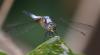 169788 – Photo : Bscrl – Thaïlande