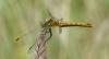 Sympetrum sanguineum