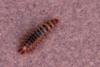 Drilus flavescens