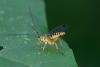 169041 – Photo : D. Martinez – Philippines