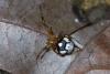 169944 – Photo : D. Martinez – Philippines