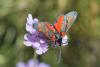 169288 – Photo : Michel Mathieu – France (30)