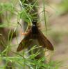 169590 – Photo : Liliane Delattre – France (30)