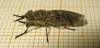 169885 – Photo : The Ghost Nightjar – France (56)