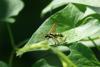 169969 – Photo : papilio alexanor – France (92)