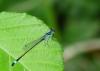 Ischnura elegans