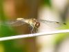 Sympetrum sp.