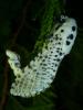 169613 – Photo : Bobabar – France (66)
