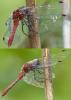 Sympetrum sanguineum